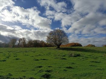 Trail Walking Heerlen - Klein rondje bos  - Photo