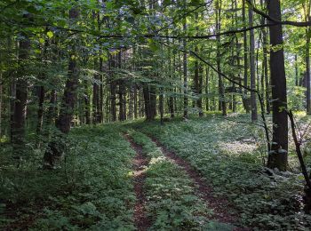 Excursión A pie Nový Jičín - NS Novojičínská kopretina - Photo