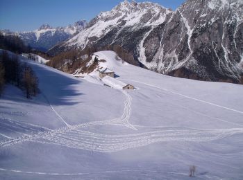 Trail On foot Vigo di Cadore - IT-338 - Photo