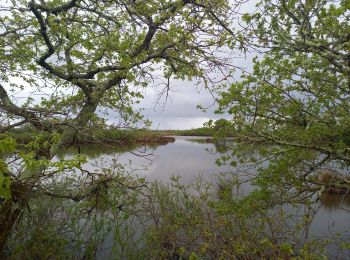 Trail Walking Audenge - Tour de Graveyron 13.4.23 - Photo