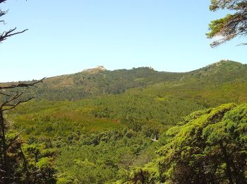 Trail On foot Alcabideche - Capuchos - Photo