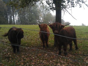 Randonnée A pied Scharten - Hubertusrundweg - Photo