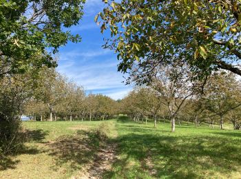 Tocht Stappen Branceilles - Branceilles - Curemonte - Photo