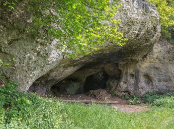 Tocht Te voet Auerbach in der Oberpfalz - Auerbacher Obstler-Weg - Photo