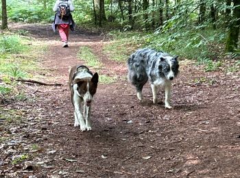 Trail Walking Étalle - Etalle - cani-balade - Photo