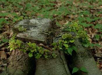 Percorso A piedi Selm - Netteberge Rundweg A2 - Photo