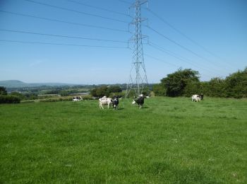 Randonnée A pied  - Causeway Coast and Glens - 7 - Woodburn Forest - Photo