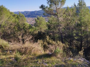 Tour Wandern Taradeau - z le clos du dragon à Taradeau 27-11-18 - Photo