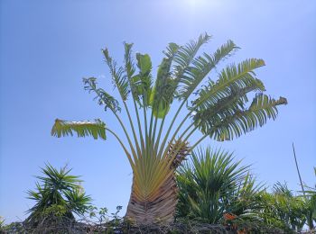 Randonnée Marche Saint-Leu - St Leu Le Cap Camélia - Photo