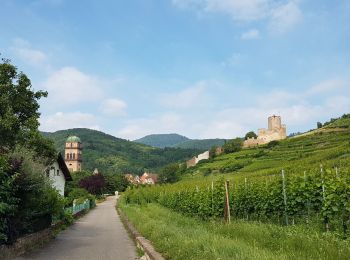 Excursión Senderismo Kaysersberg-Vignoble - Kaysersberg - St Alexis (26/6/2021) - Photo