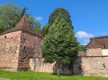 Tour Wandern Andlau - Les châteaux d'Andlau et le vignoble de Mittelbergheim. - Photo