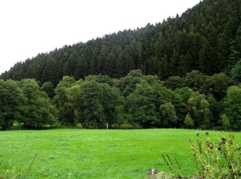 Percorso A piedi Winterberg - Heilklimatour 3 - Sonne tanken - Photo