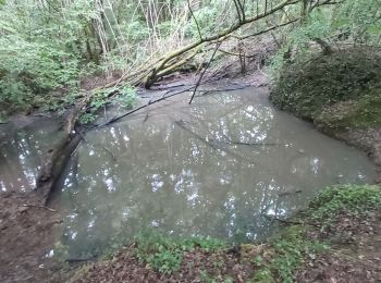 Randonnée Marche Garat - bois blanc - Photo