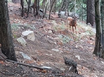 Trail Walking Quenza - rando Corse dans Bavella - Photo