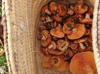 Tour Wandern Chabestan - Champignons Chabestan - Photo