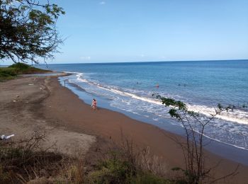 Randonnée Marche Vieux-Habitants - Pointe Beaugendre - Plage de l'Etang - Photo