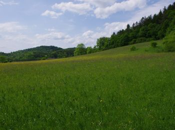 Tocht Te voet Urbach - Urbacher Wanderweg 11 - Photo