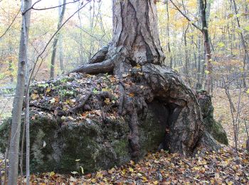 Trail On foot Gemeinde Bad Vöslau - Beethoven Rundwanderweg - Photo