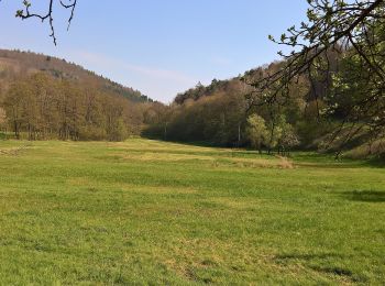 Tocht Te voet Dammbach - Ortswanderweg Dammbach 1 - Photo