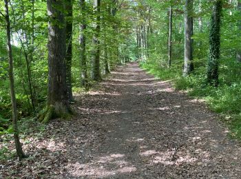 Tocht Stappen Eigenbrakel - BE-Braine-l'Alleud - BSI - Promenade du Seigneur Isaac - Photo