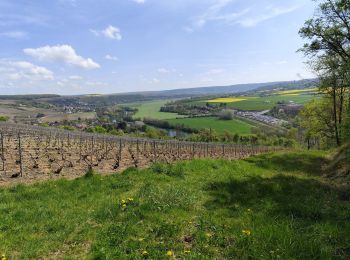 Randonnée Marche Saâcy-sur-Marne - Le champagne en seine et marne - Photo