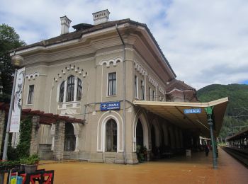 Tour Zu Fuß Sinaia - Sinaia - Vf. Piscul Câinelui - Photo