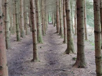 Tour Wandern Vorselaar - Vorselaar  - Photo