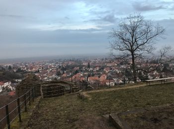 Randonnée A pied Wachenheim an der Weinstraße - Wachenheim Rundweg Nr. 2 - Photo