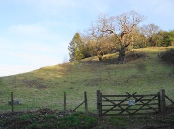 Tocht Te voet Wyre Forest - Ribbesford Circular Trail - Photo