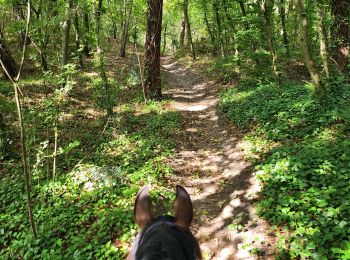 Tour Pferd Le Touquet-Paris-Plage - Wikiloc - Le Touquet-Paris-Plage 2023 - Photo