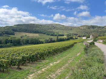 Randonnée Vélo de route Santenay - Boucle Santenay dans les vignes - Photo