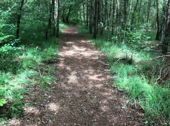 Randonnée Marche Woensdrecht - De Kriekelaereduinen - Photo