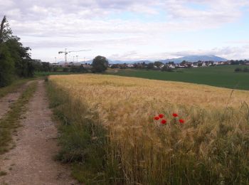 Randonnée Marche Heimsbrunn - 19.06.20.HeimMorchHochGalfBurnRein,retour  - Photo