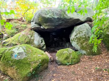 Randonnée Marche Fontainebleau - Fontainebleau 9-11 - Photo