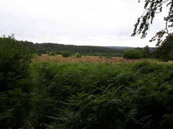 Excursión Senderismo Bütgenbach - Küchelscheid  - Photo