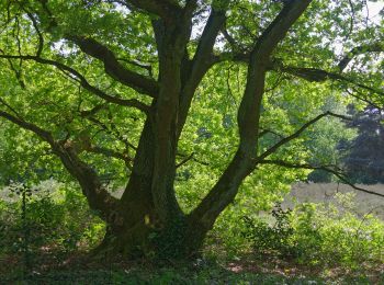 Excursión A pie Desconocido - Wanderweg Nr. 13 (Rissen - Pinneberg) - Photo