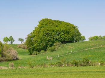 Tocht Te voet Bad Lippspringe - Rundwanderweg A8 [Bad Lippspringe] - Photo