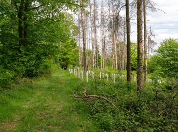 Randonnée A pied Lügde - Rundwanderweg A3 Rischenau - Schwalenberger Wald - Photo