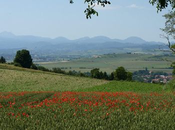 Excursión Senderismo Artonne - Artonne_Croix_Rameaux - Photo