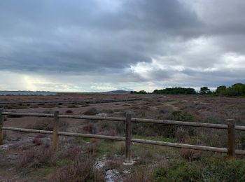 Tour Wandern Frontignan - Les Aresquiers par le bois - Photo