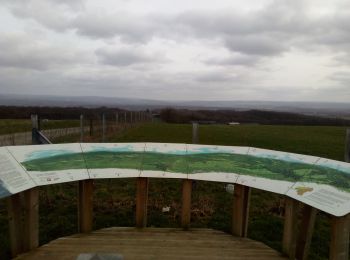 Trail On foot Somme-Leuze - La Plaine sapin - Photo