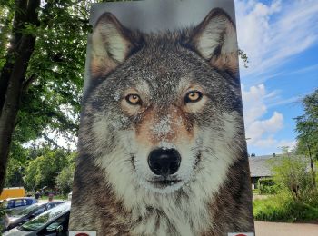 Tocht Stappen Waimes - autour de botrange - Photo