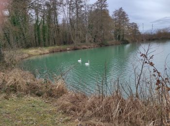 Randonnée Marche Burnhaupt-le-Bas - Burnhaupt le Bas - Photo