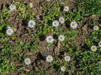 Trail On foot Conques-en-Rouergue - Sentier du Bancarel - Photo