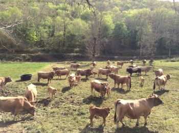 Trail Walking Lentillac-du-Causse - Sagnes ter  - Photo