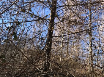 Randonnée Marche Anglès - Forêt angles - Photo