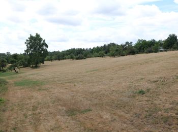 Tocht Te voet Kelkheim - Landsgraben: Eichenblatt - Photo