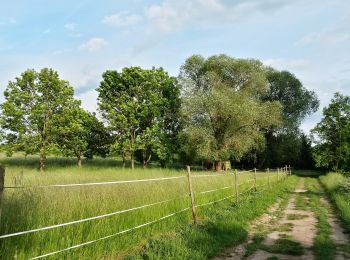 Trail On foot Schwabenheim an der Selz - Schwabenheim 4 - Photo