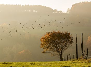 Tocht Te voet Lüdenscheid - (H) Rundweg Halver - Photo