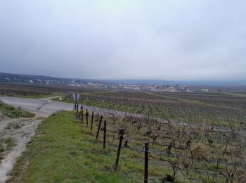 Trail Walking Verzy - Entre Faux et Vignes - Photo